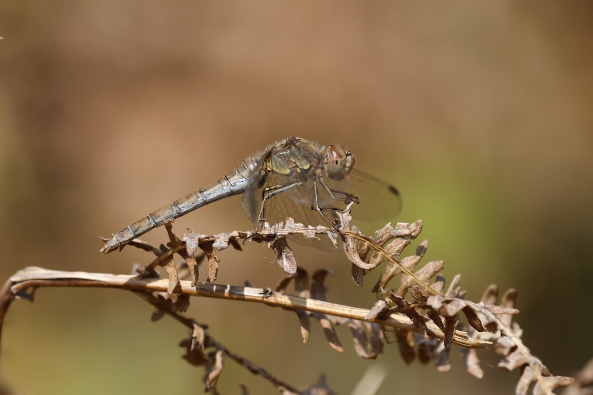 Common Darter - ML644405492