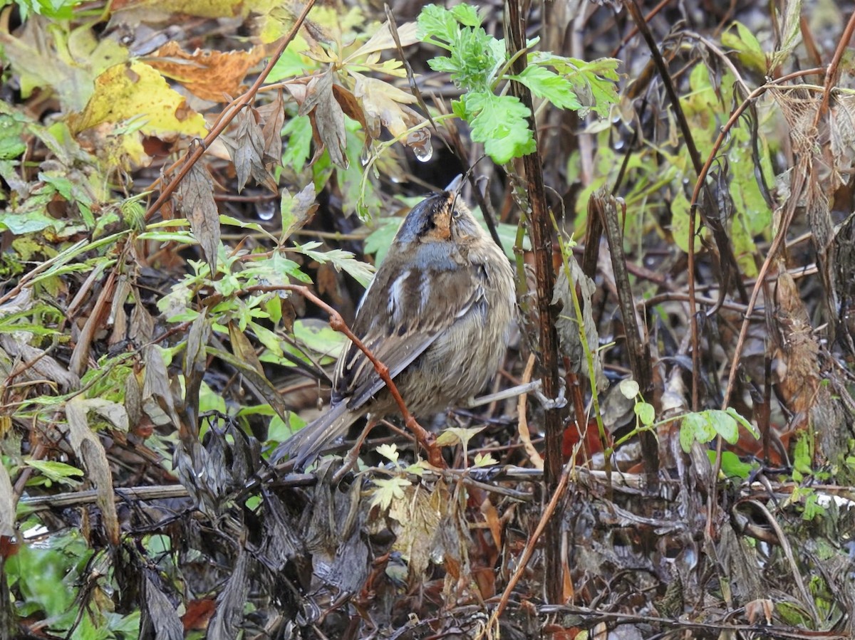 nålstjertspurv (nelsoni/altera) - ML644405495