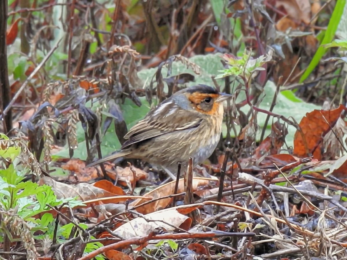 nålstjertspurv (nelsoni/altera) - ML644405497