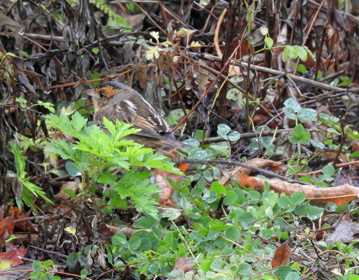 nålstjertspurv (nelsoni/altera) - ML644405498