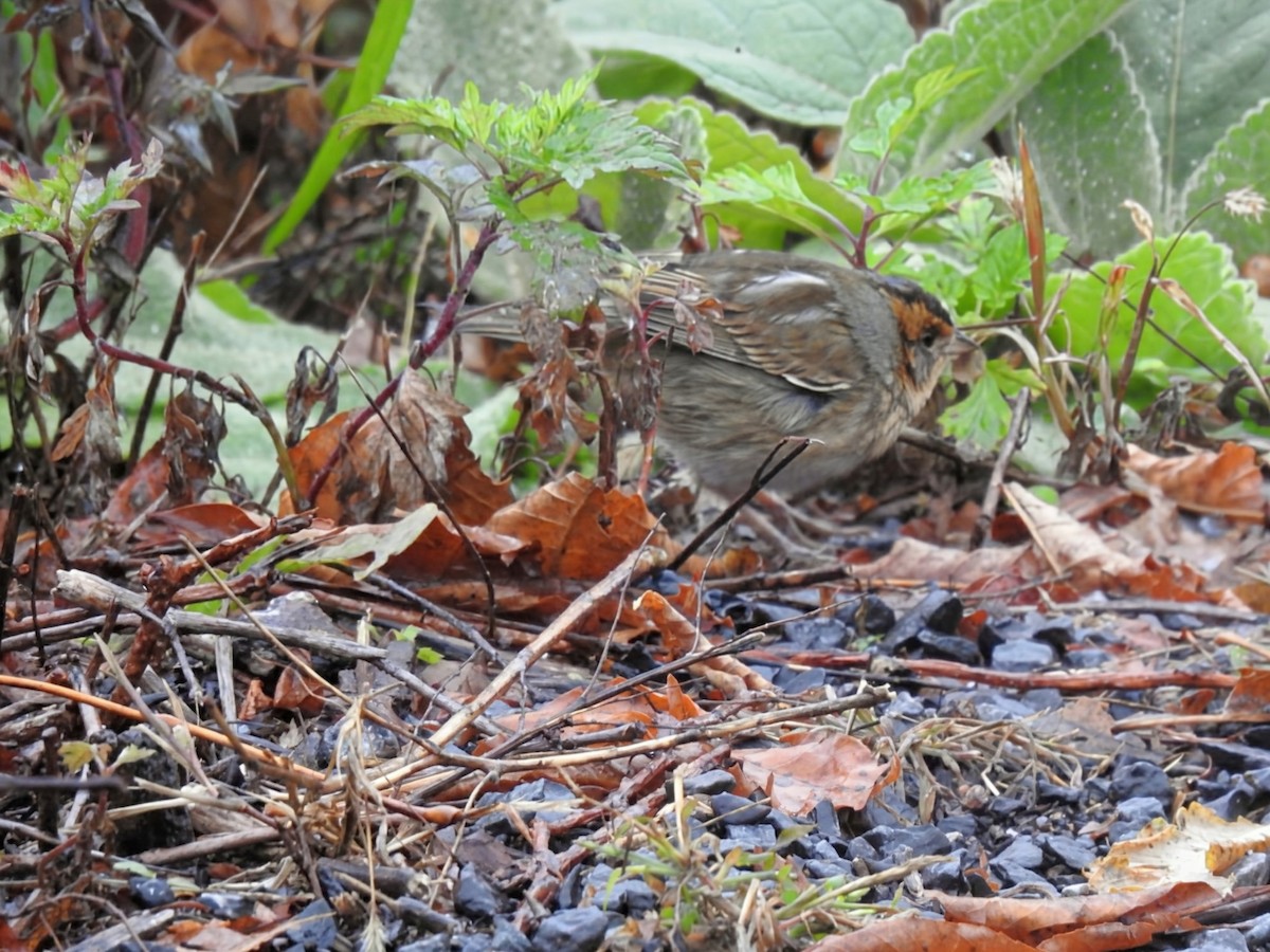 nålstjertspurv (nelsoni/altera) - ML644405499