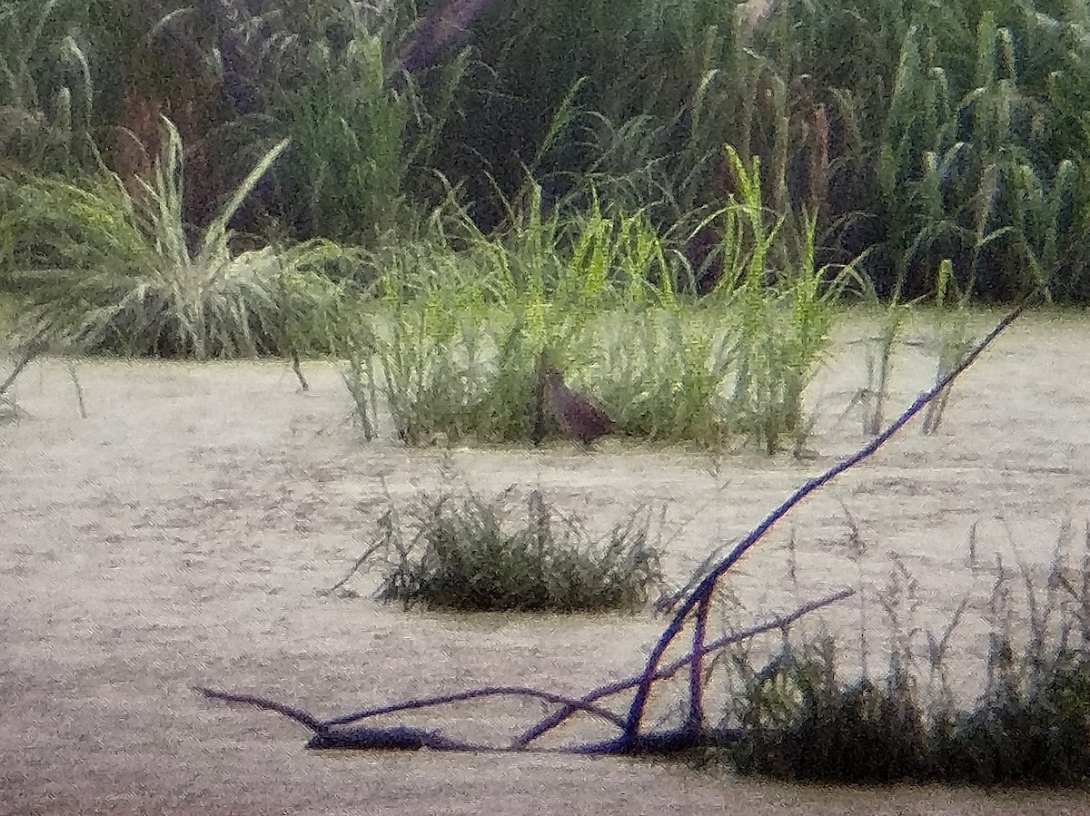 chřástal popelavý - ML644405509