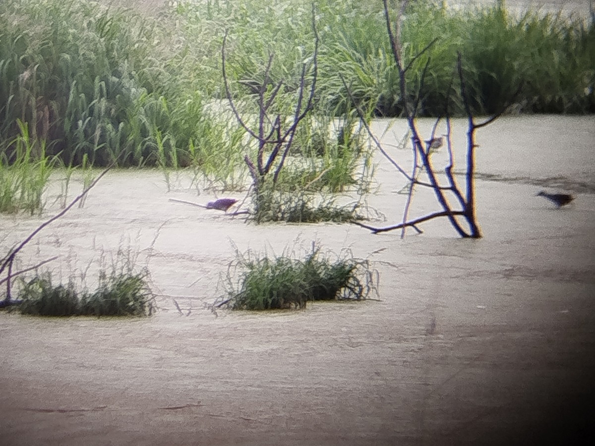 chřástal popelavý - ML644405510