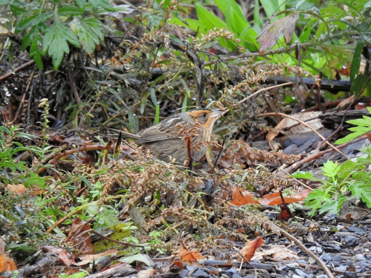 nålstjertspurv (nelsoni/altera) - ML644405524