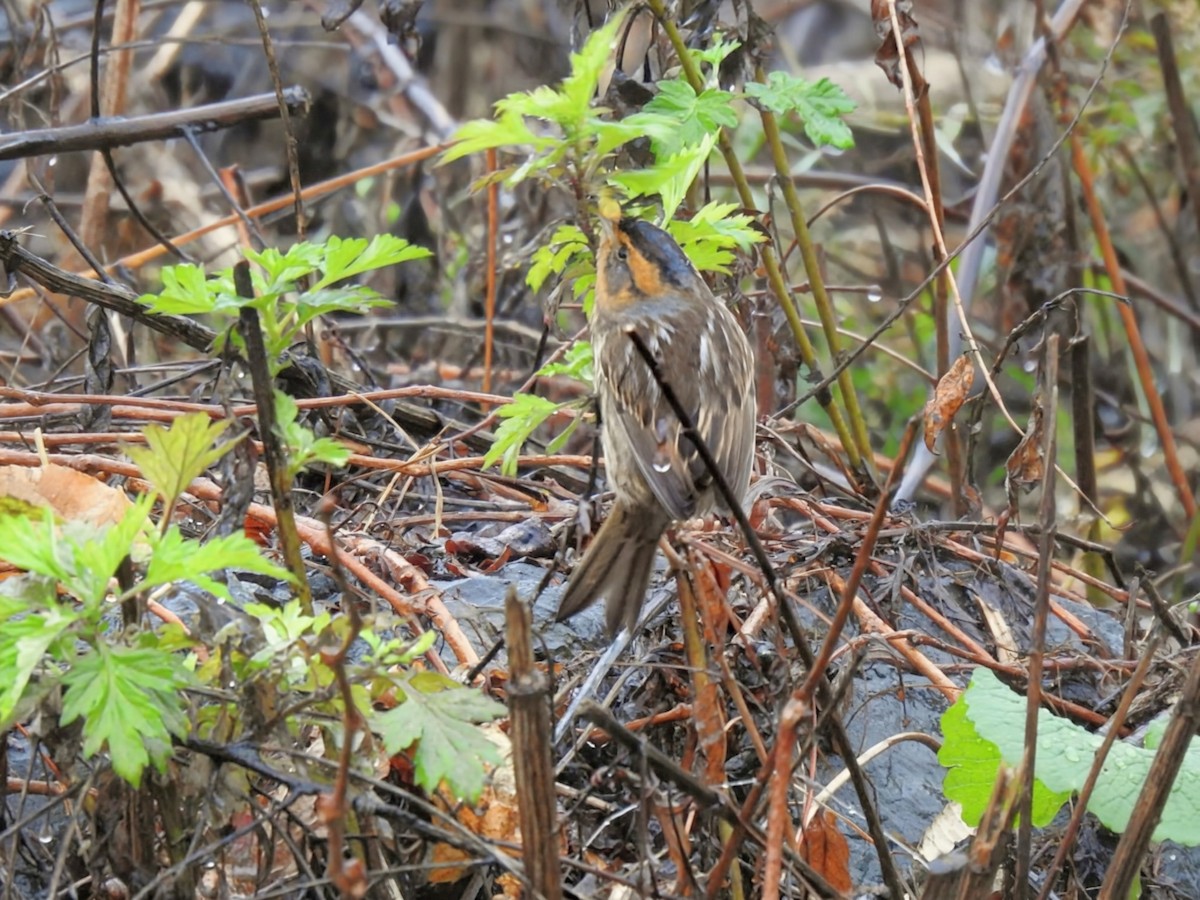 nålstjertspurv (nelsoni/altera) - ML644405525