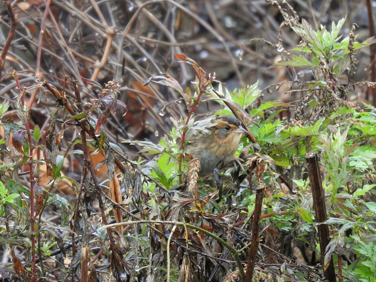 nålstjertspurv (nelsoni/altera) - ML644405526
