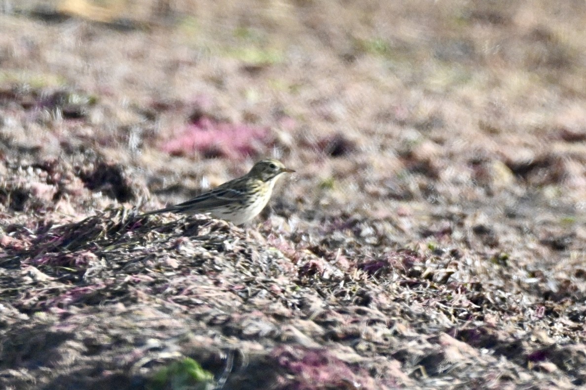 Нугын шийхнүүхэй - ML644405532