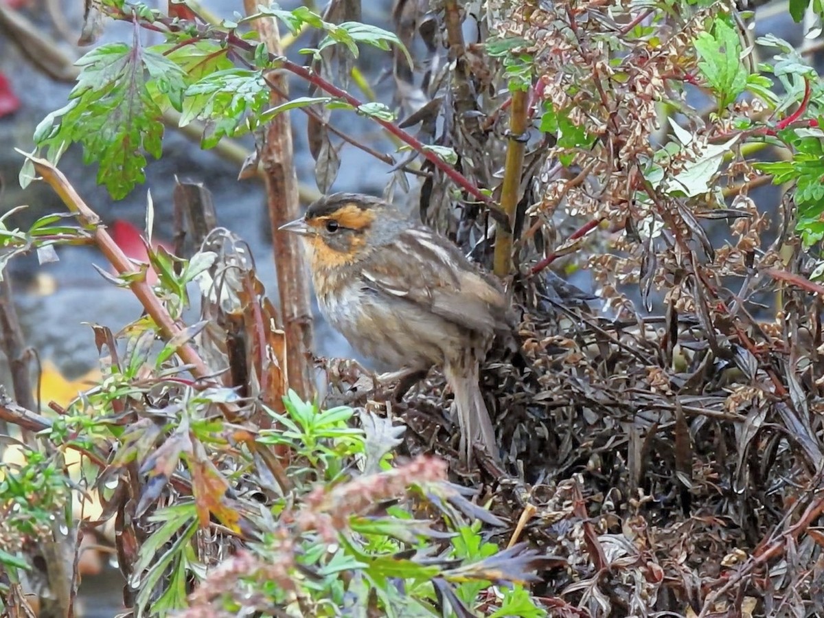 nålstjertspurv (nelsoni/altera) - ML644405536