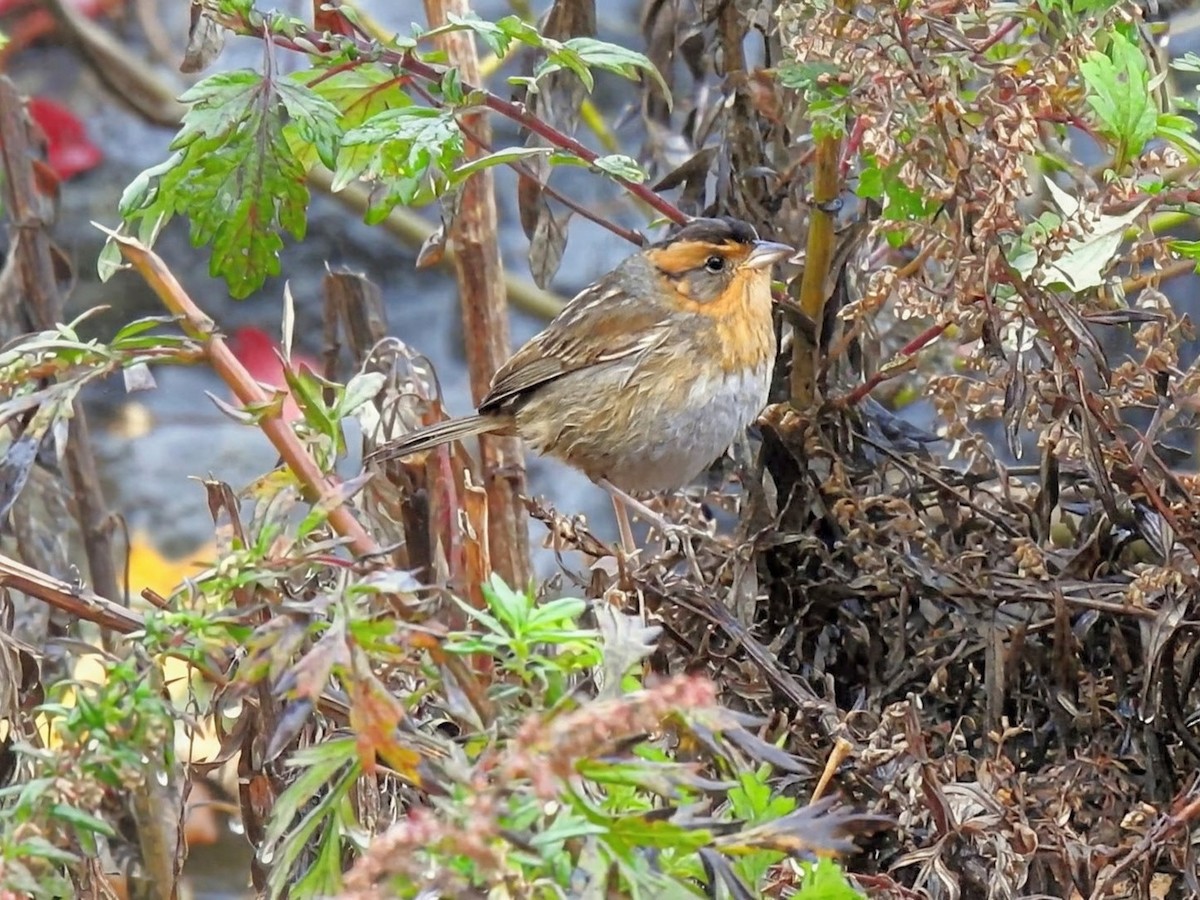 nålstjertspurv (nelsoni/altera) - ML644405537