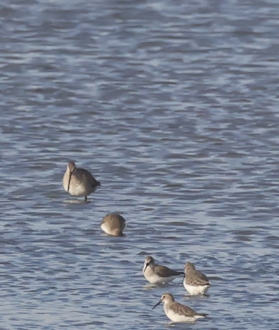 Tundraschlammläufer - ML644405538