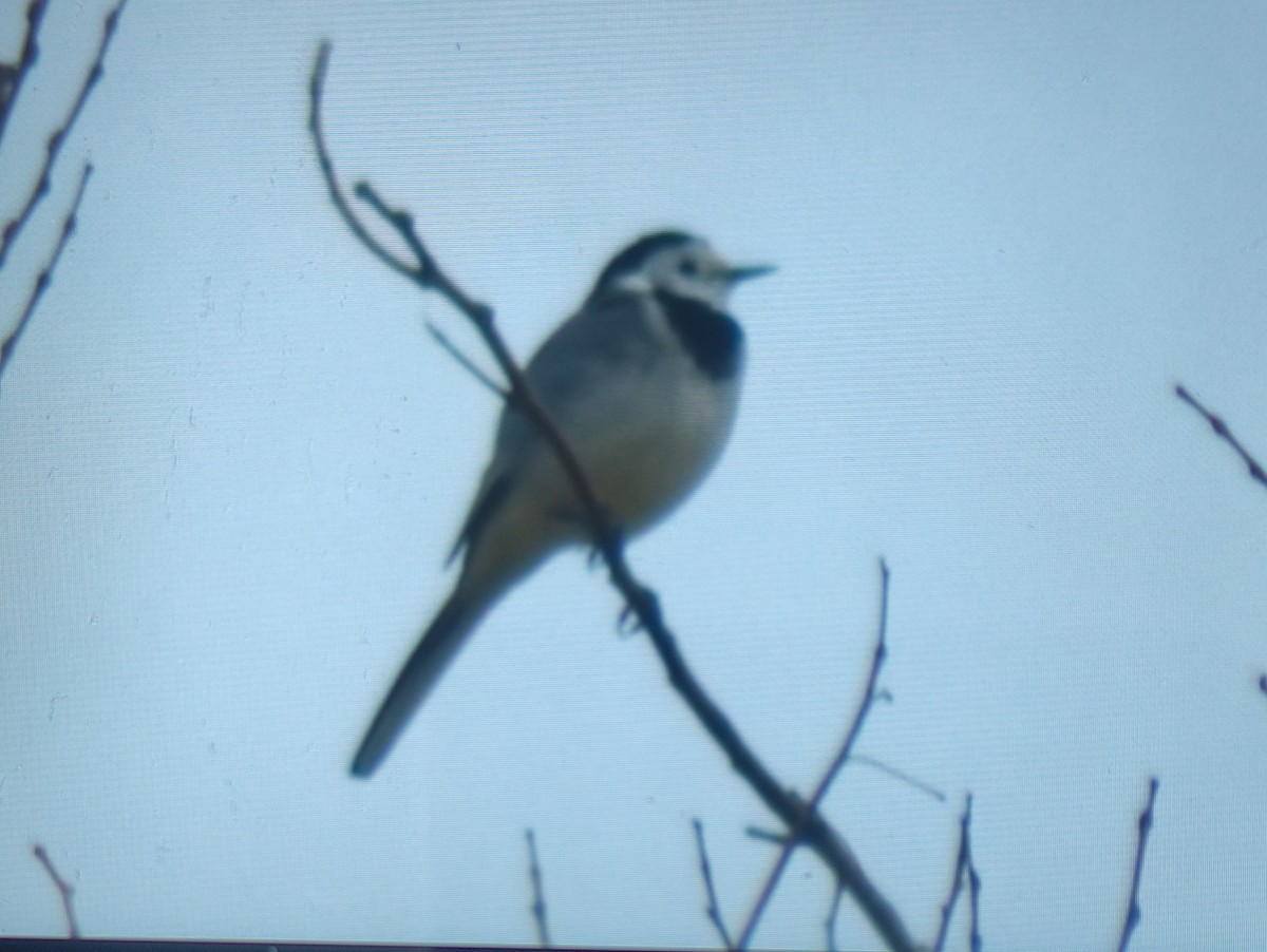 Bachstelze - ML644405542