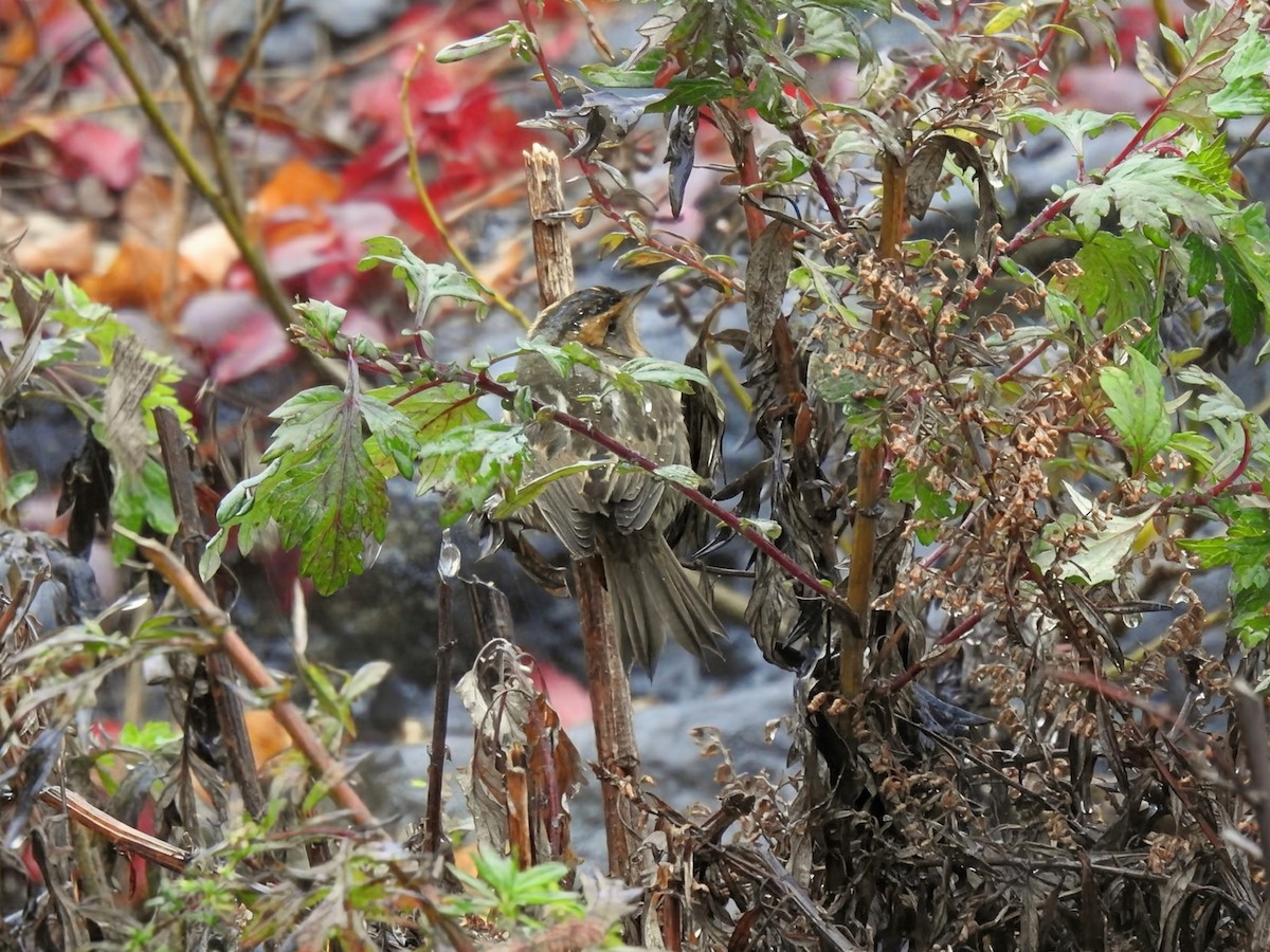 nålstjertspurv (nelsoni/altera) - ML644405548