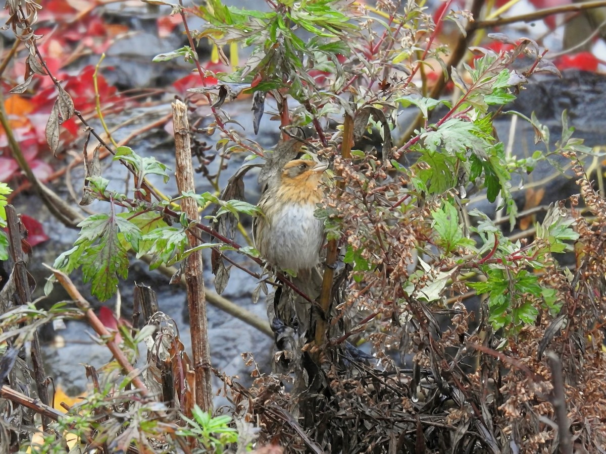 nålstjertspurv (nelsoni/altera) - ML644405549