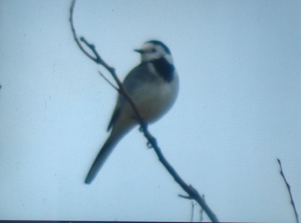 Bachstelze - ML644405550