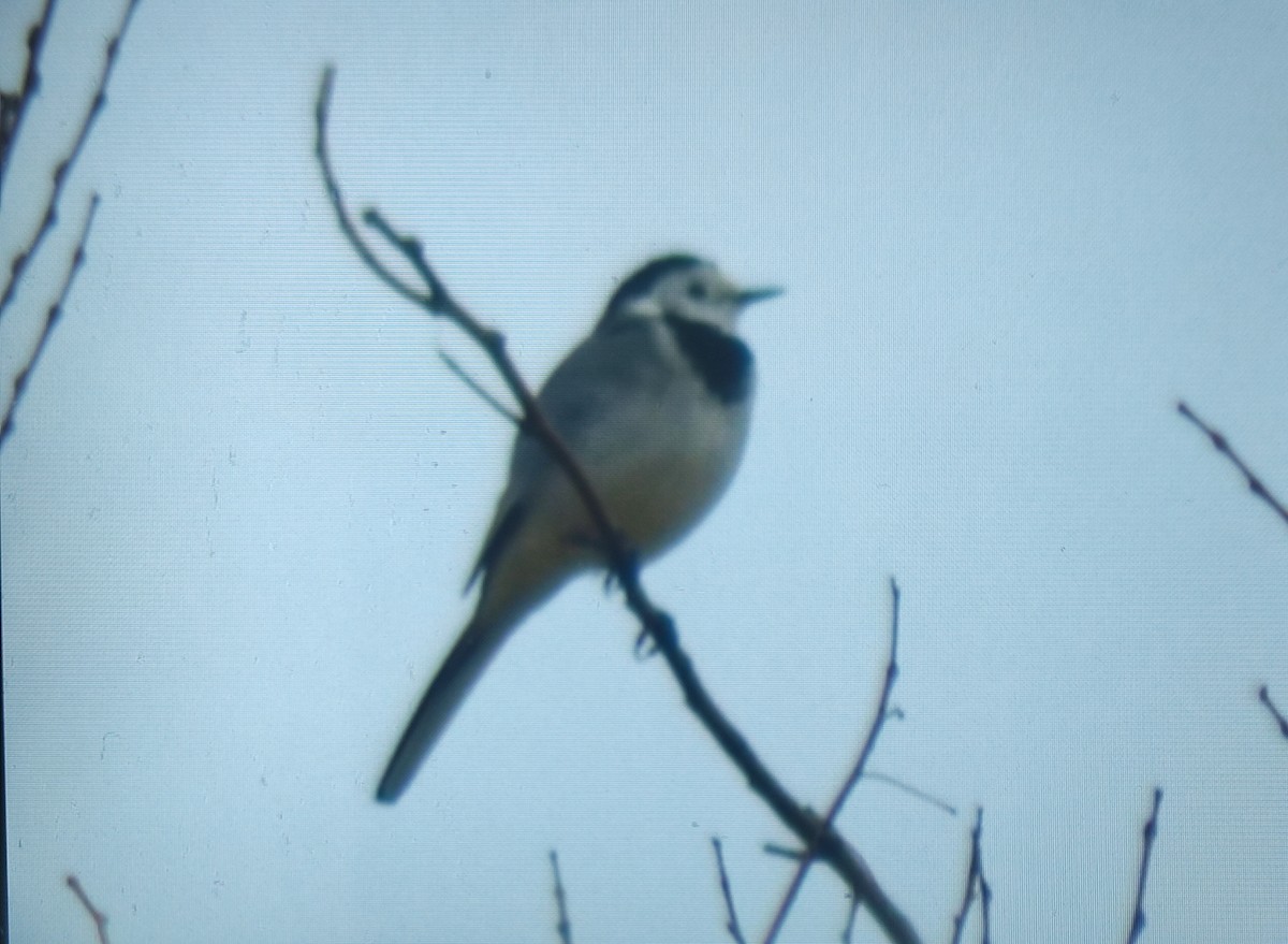 Bachstelze - ML644405557