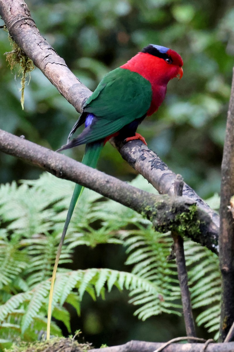 Lori de Stella - ML644405561