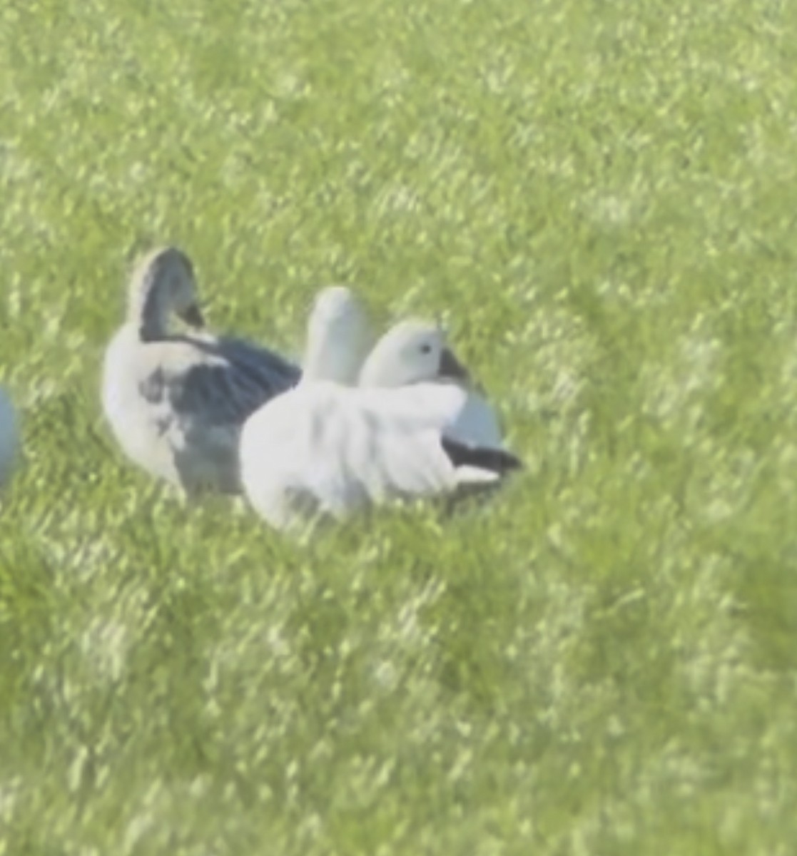 Küçük Kar Kazı - ML644405568