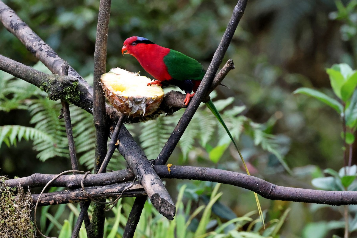 Lori de Stella - ML644405569