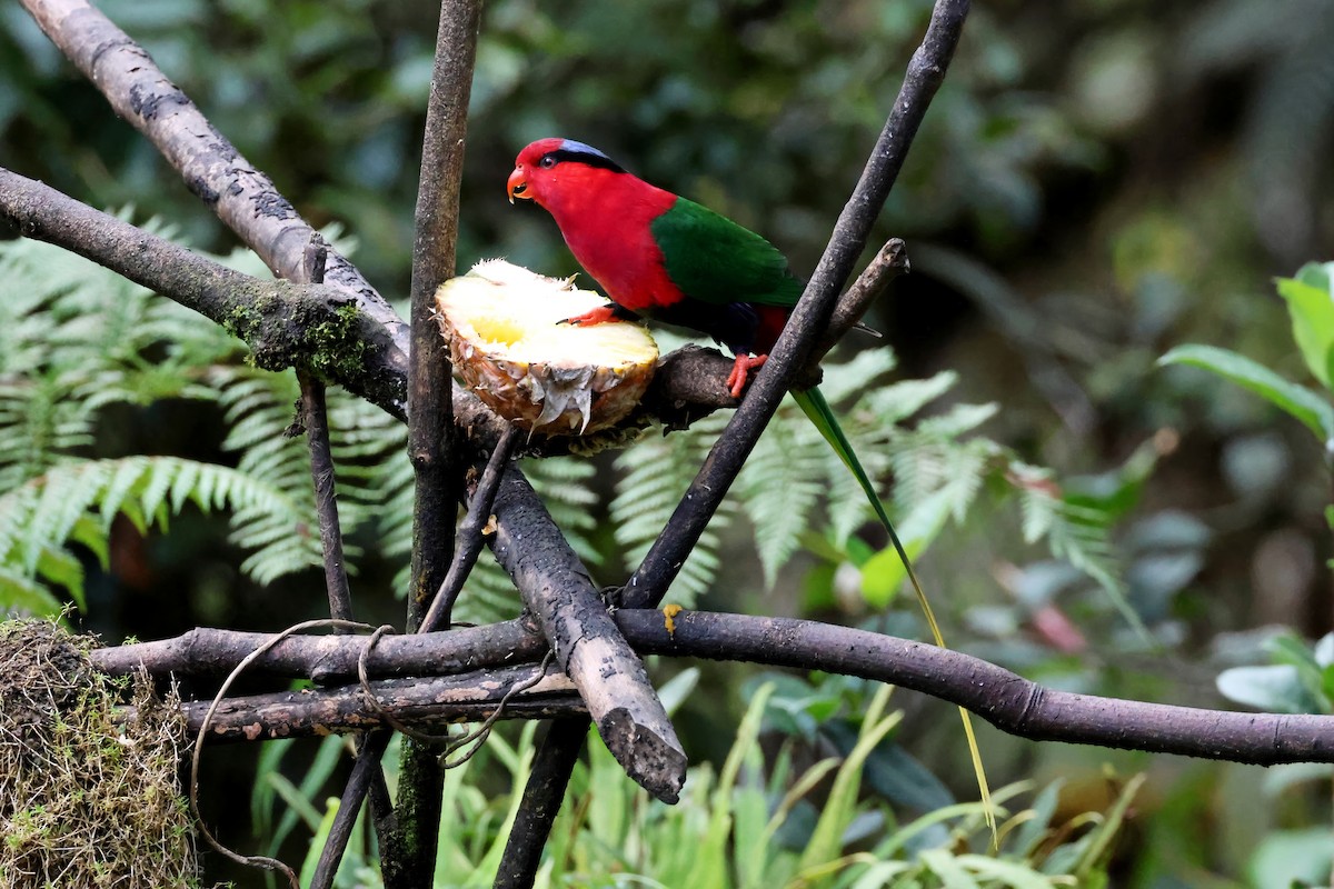 Lori de Stella - ML644405576