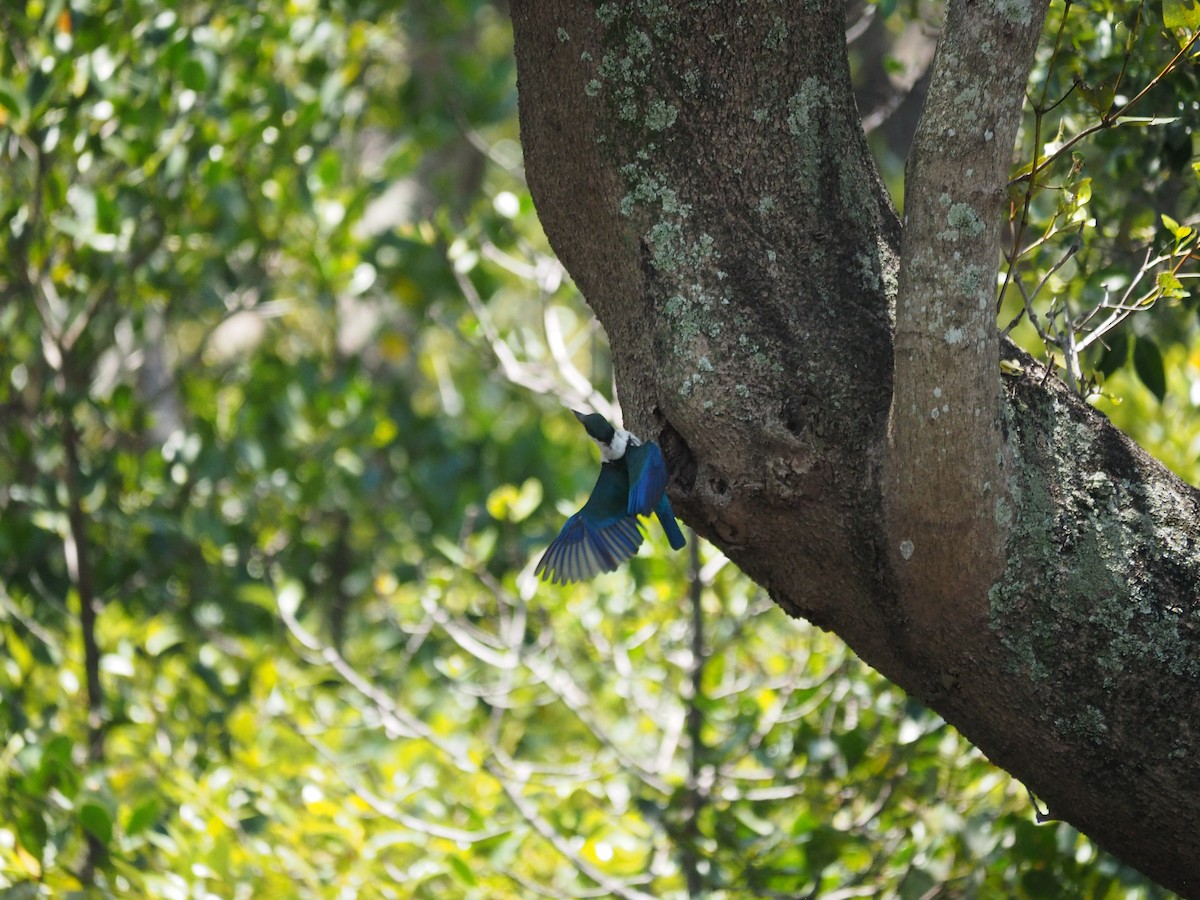 Torresian Kingfisher - ML644405582