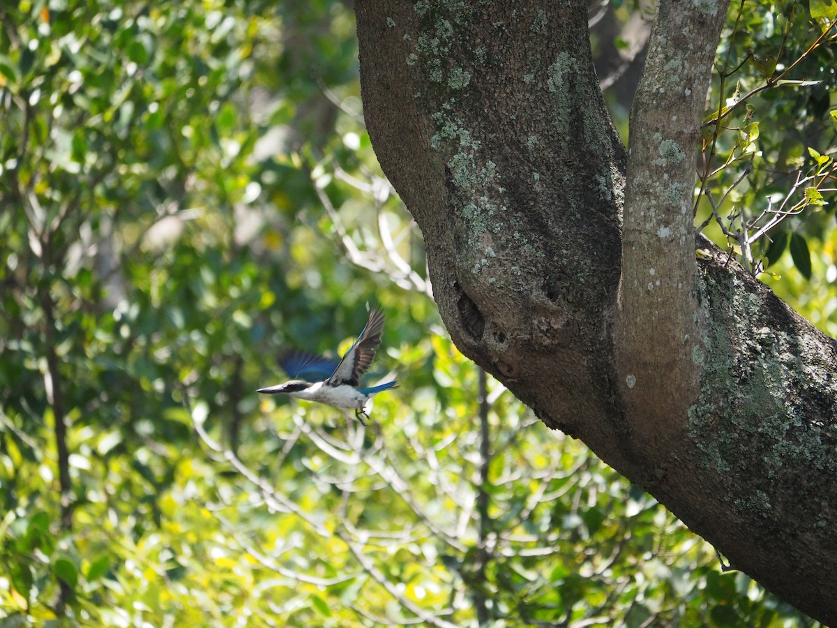 Torresian Kingfisher - ML644405583