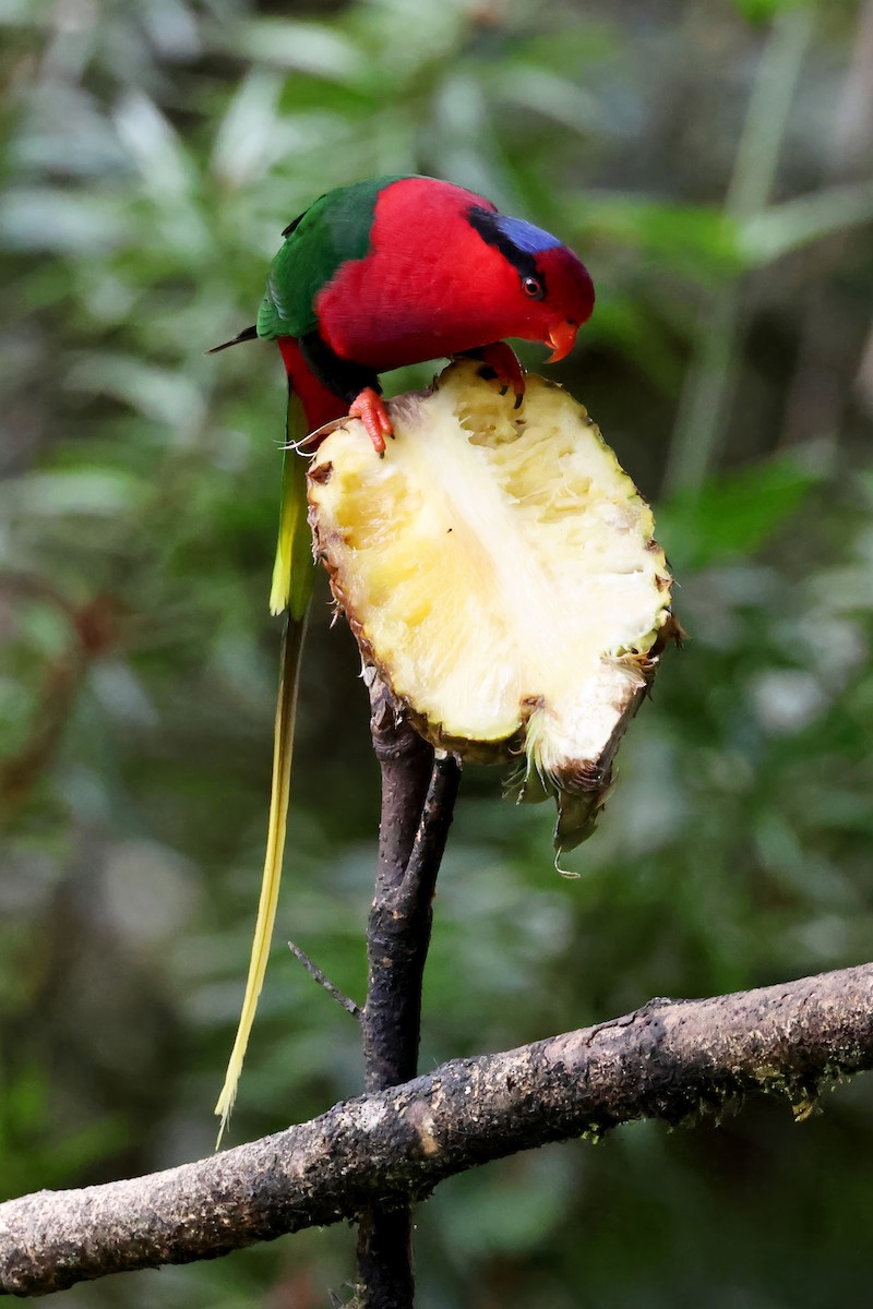 Lori de Stella - ML644405584