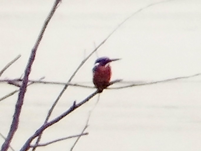 Рибалочка темно-синій - ML644405594