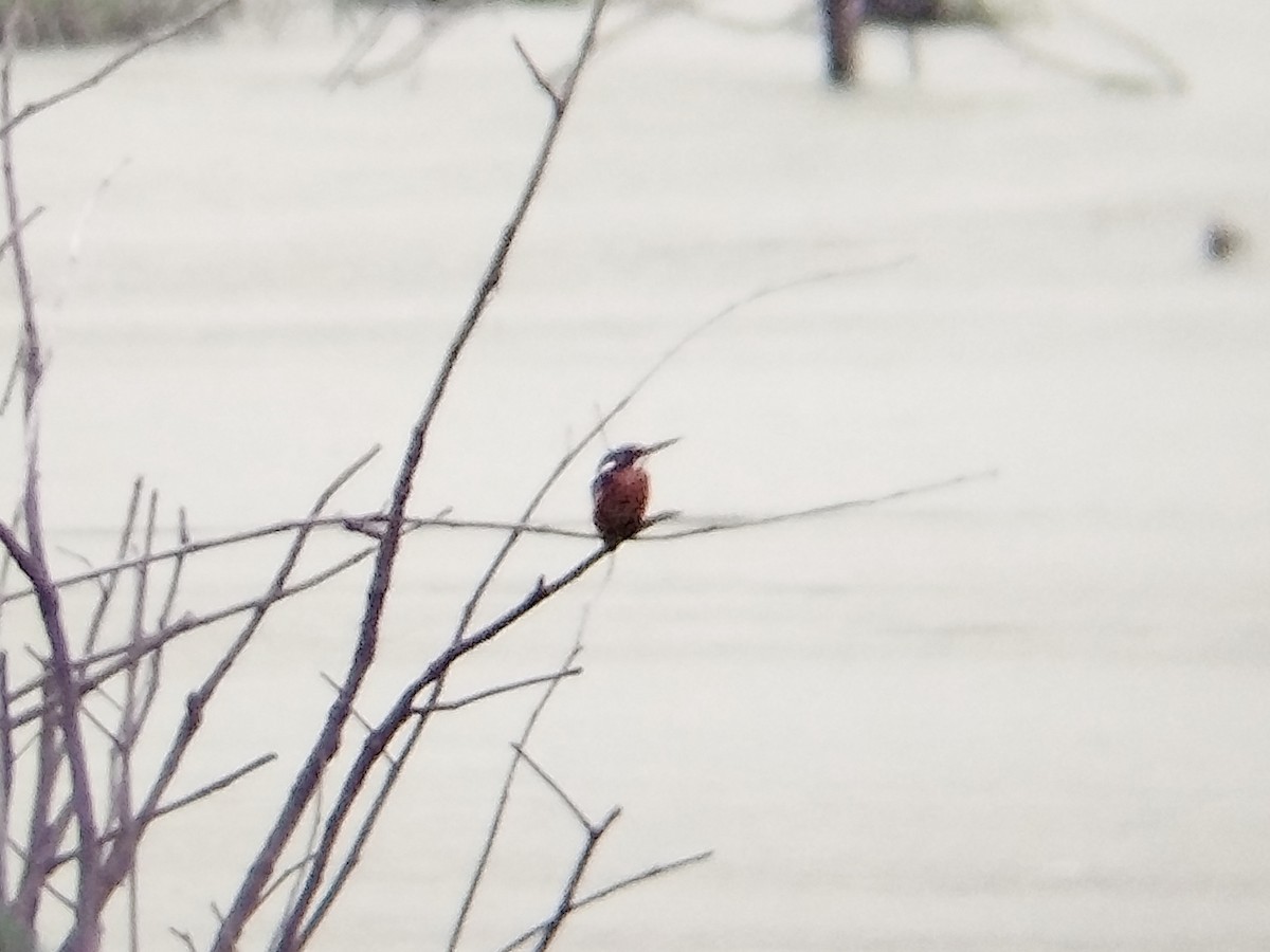 Рибалочка темно-синій - ML644405595