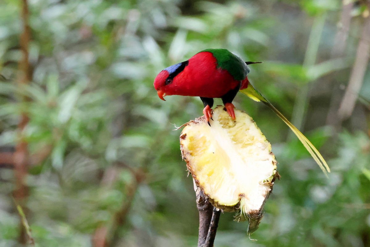 Lori de Stella - ML644405598