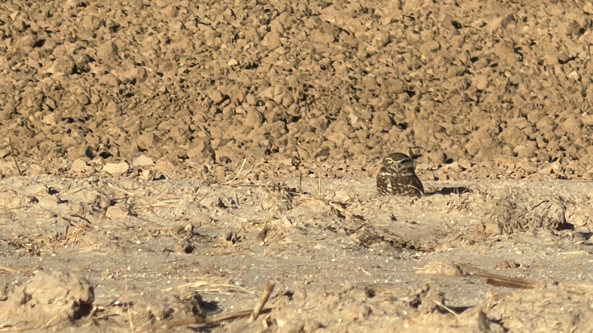 Burrowing Owl - ML644405603