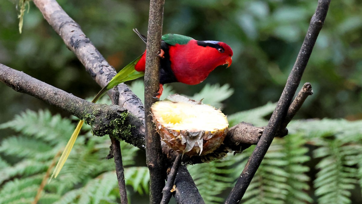 Lori de Stella - ML644405611