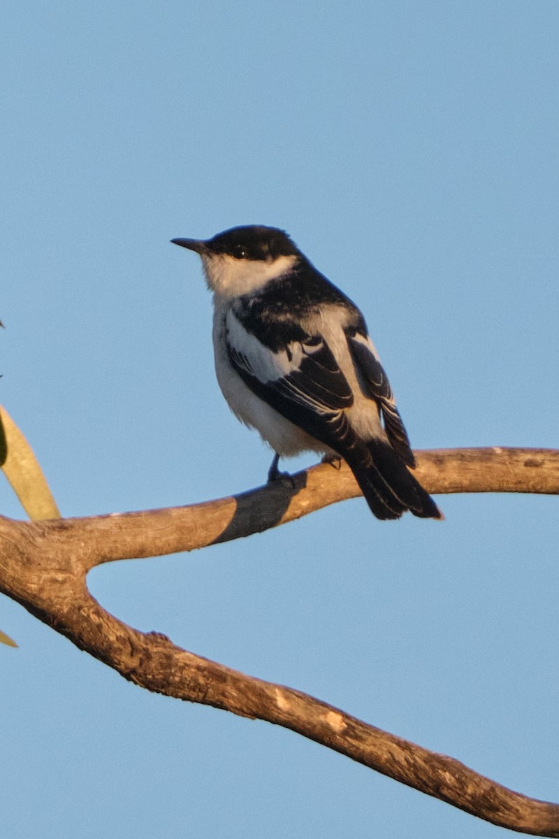 White-winged Triller - ML644405622