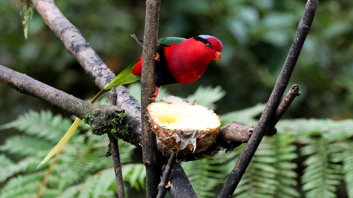 Lori de Stella - ML644405623