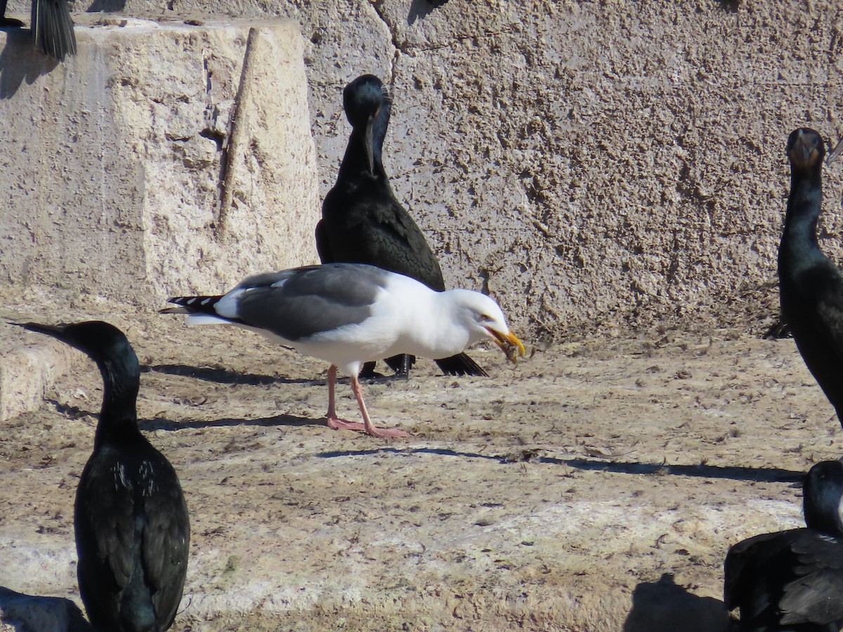 Western Gull - ML644405625