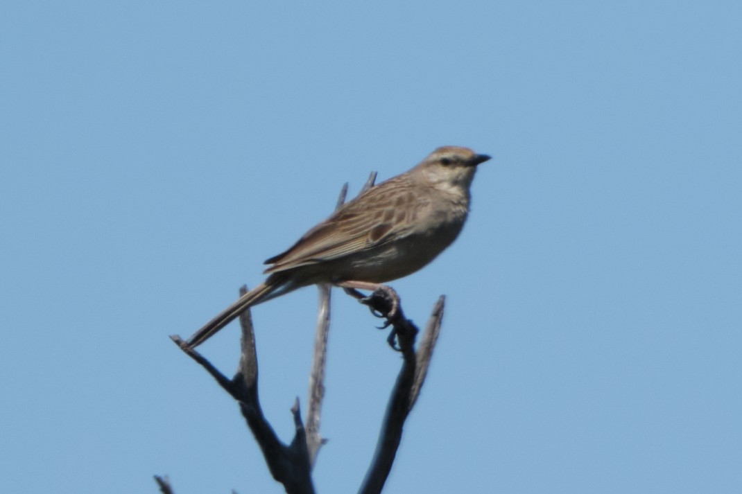 Rufous Songlark - ML644405626