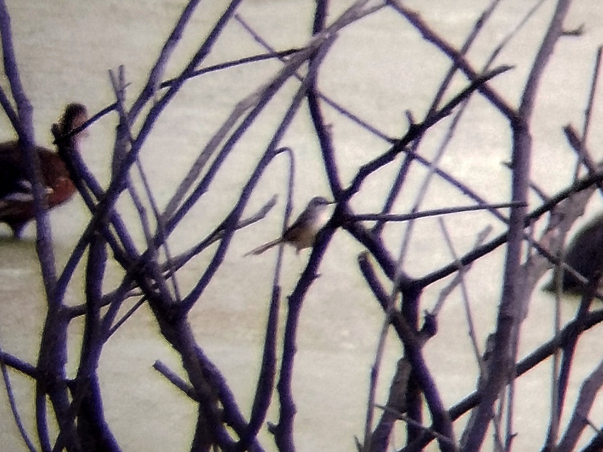 Yellow-bellied Prinia - ML644405634