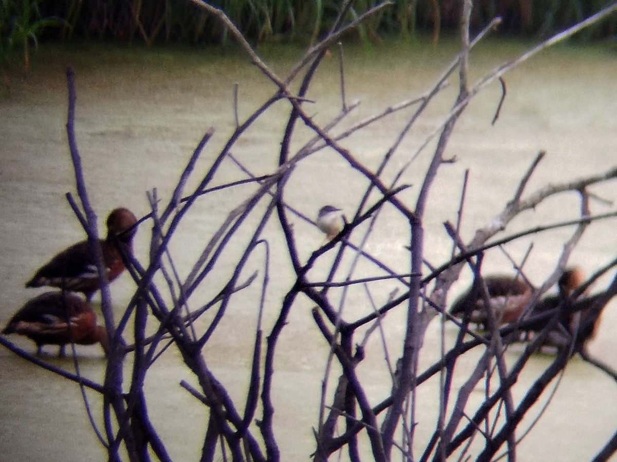 Yellow-bellied Prinia - ML644405635