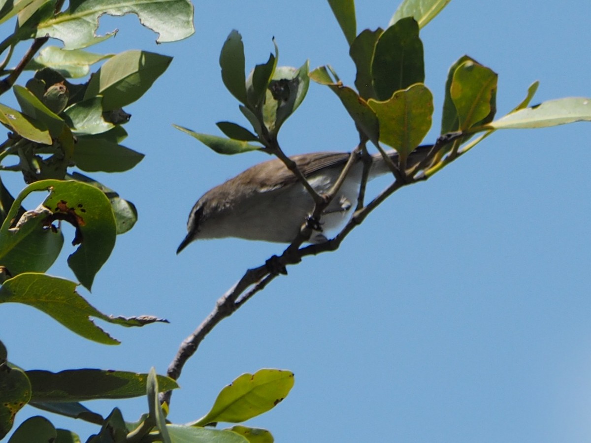 Mangrove Gerygone - ML644405648