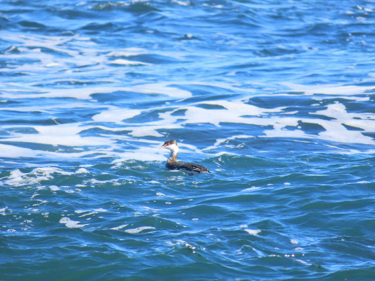 Ухаа шунгуур - ML644405649