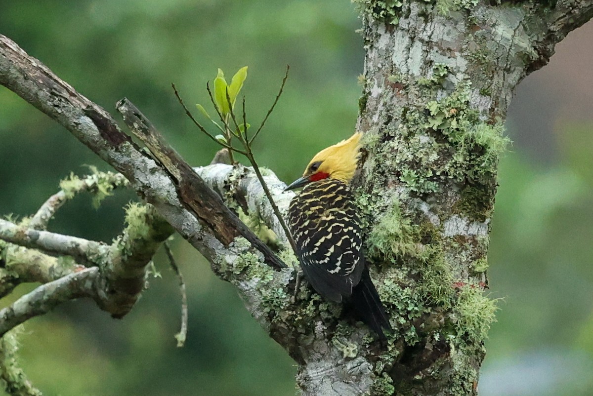 Pic à tête blonde - ML644405650