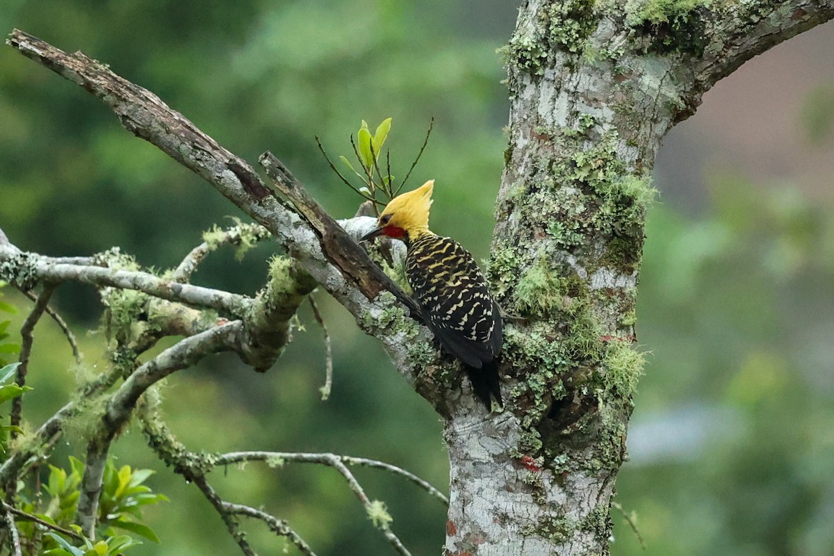 Pic à tête blonde - ML644405651