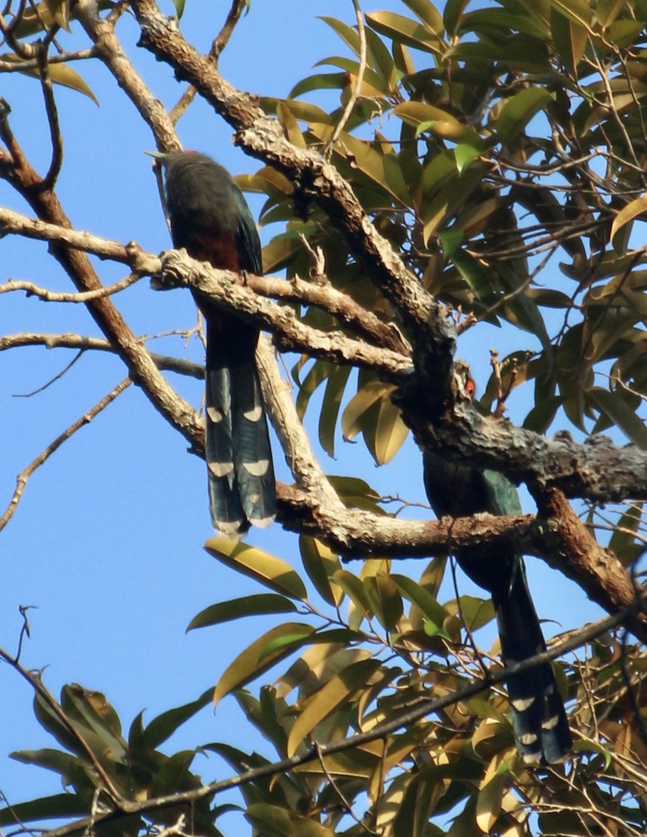 チャバラクロバンケンモドキ - ML644405653