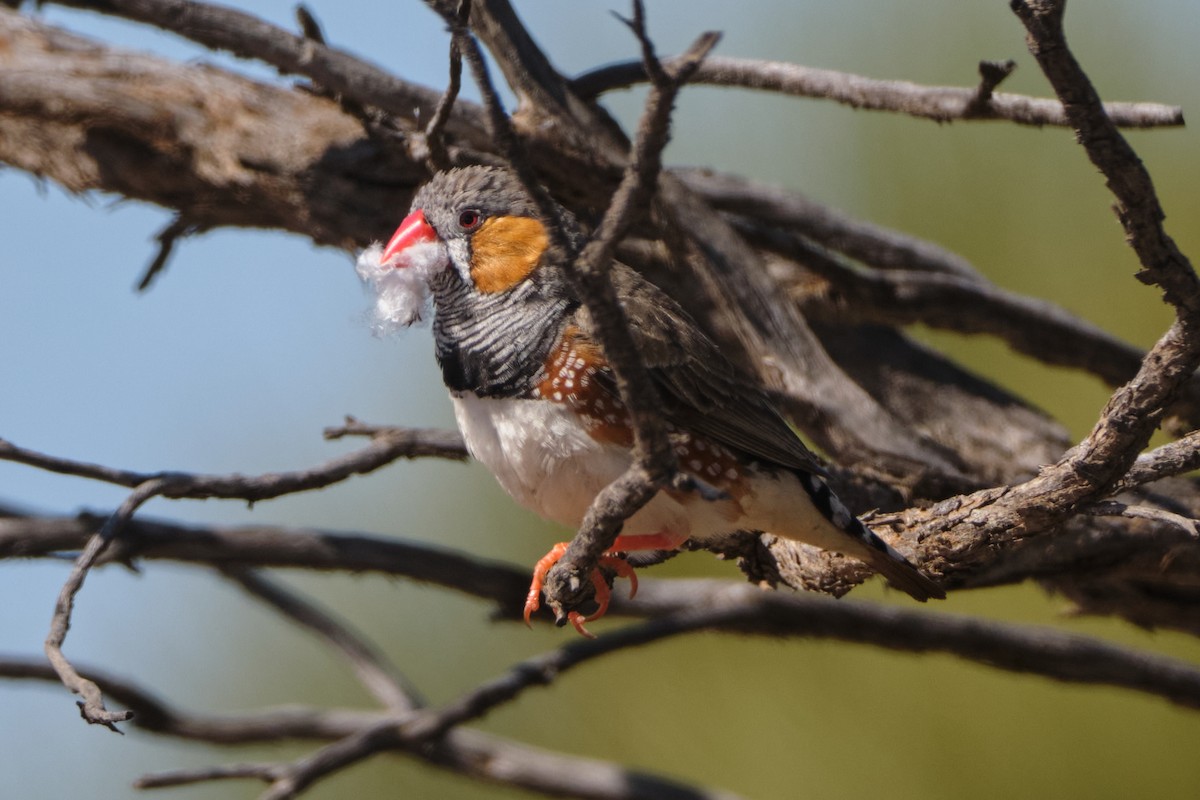 Diamant mandarin - ML644405654