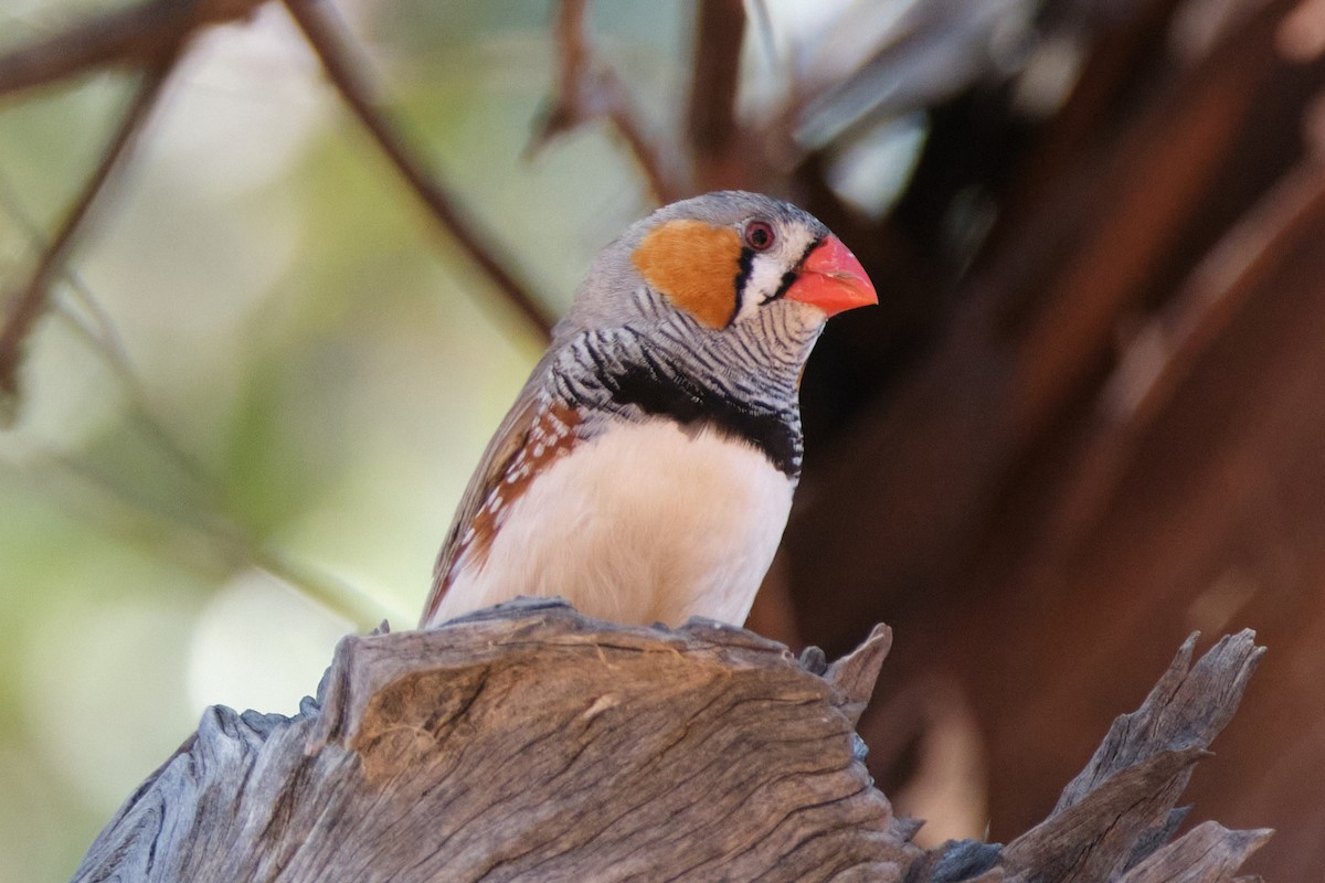 Diamant mandarin - ML644405655