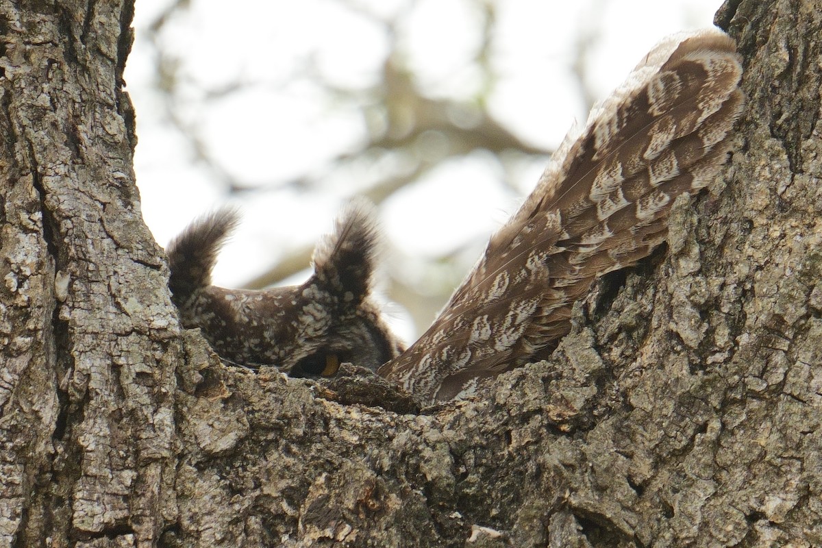 Grand-duc africain - ML644405660