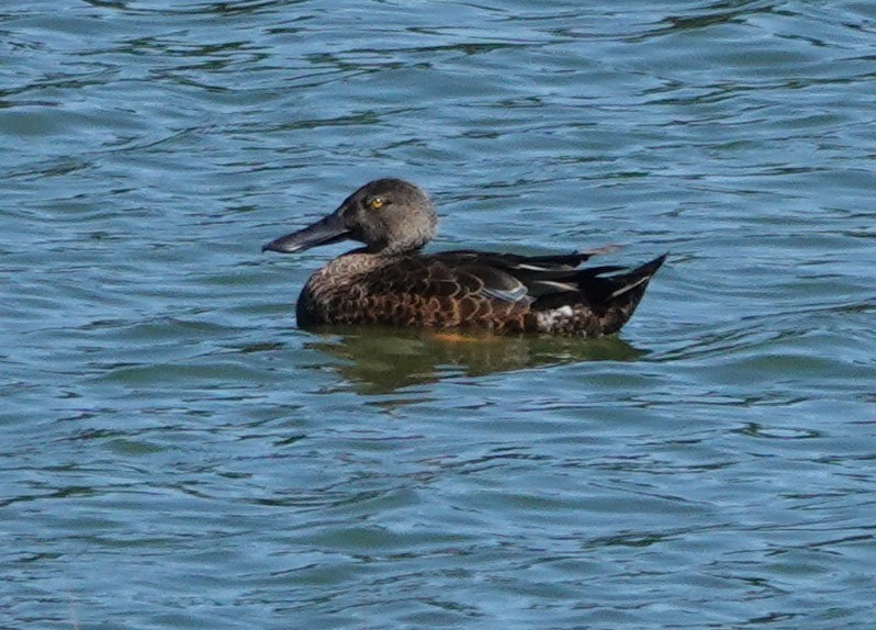 Австралийская широконоска - ML644405673