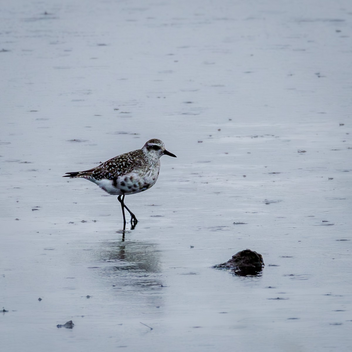 Pivieressa - ML644405679