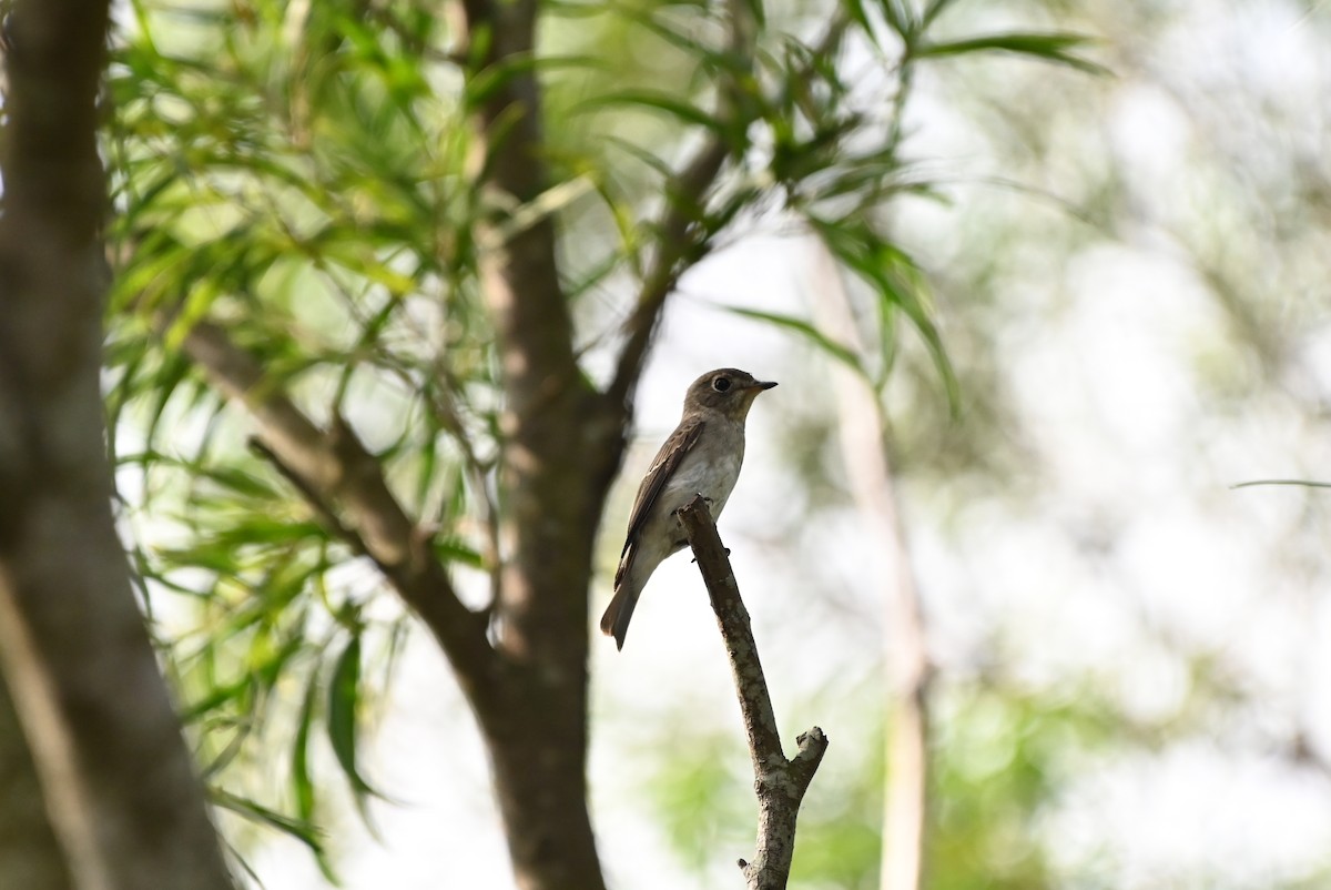 Asian Brown Flycatcher - ML644405680