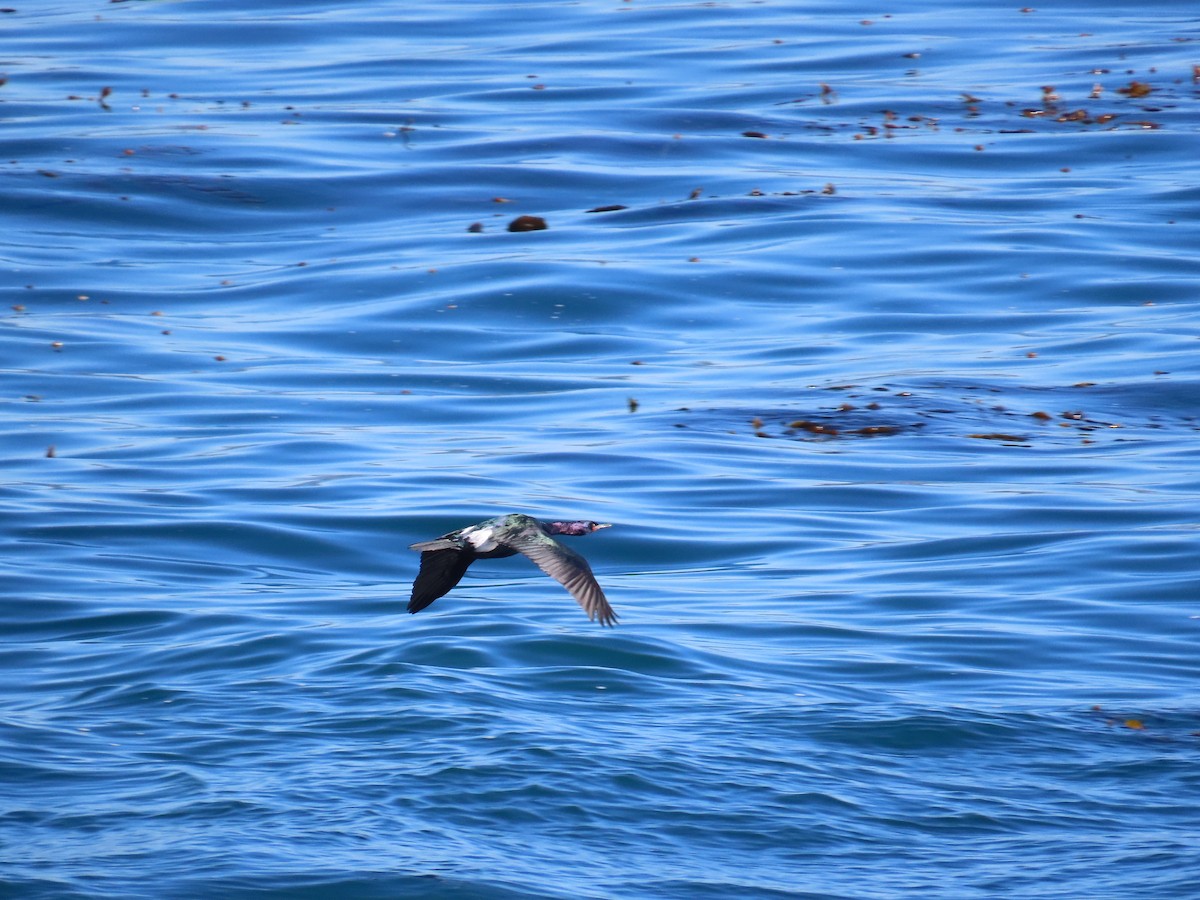 kormorán tichomořský - ML644405684