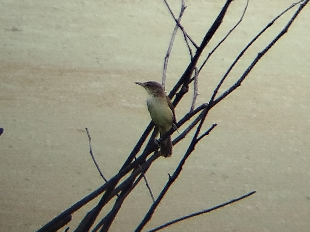 Дорнын охил бялзуухай - ML644405687